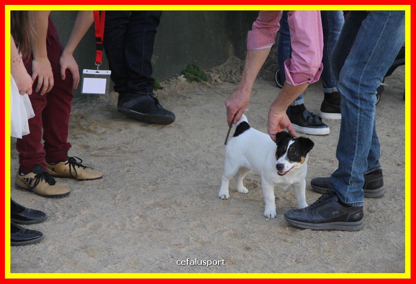 180311 mostra_canina 012.jpg